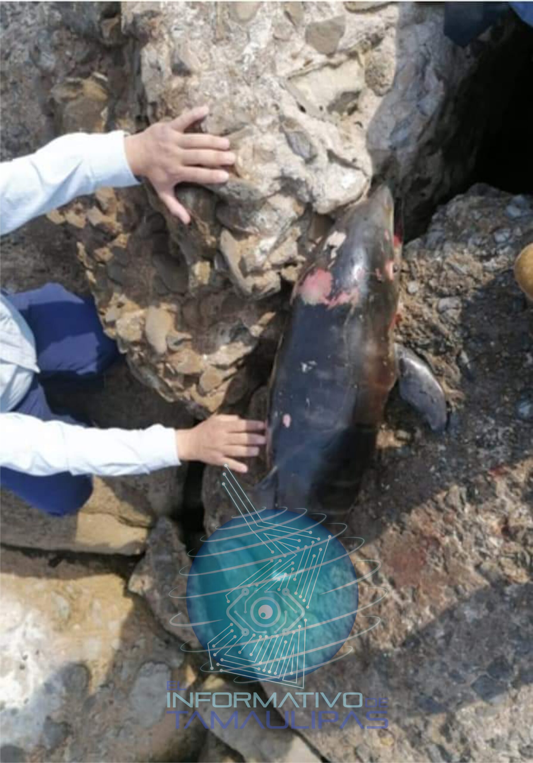 ENCUENTRAN OTRA TONINA MUERTA EN LA ESCOLLERA.