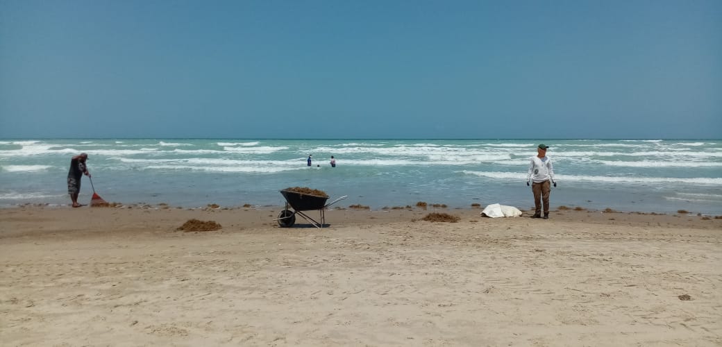 SARGAZO Y TORTUGA MUERTA EN PLAYA MIRAMAR.
