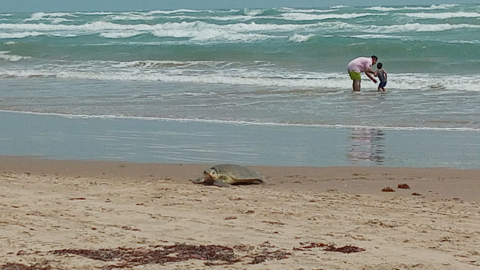 ARRIBAN 50 TORTUGAS LORA EN PLAYA MIRAMAR.