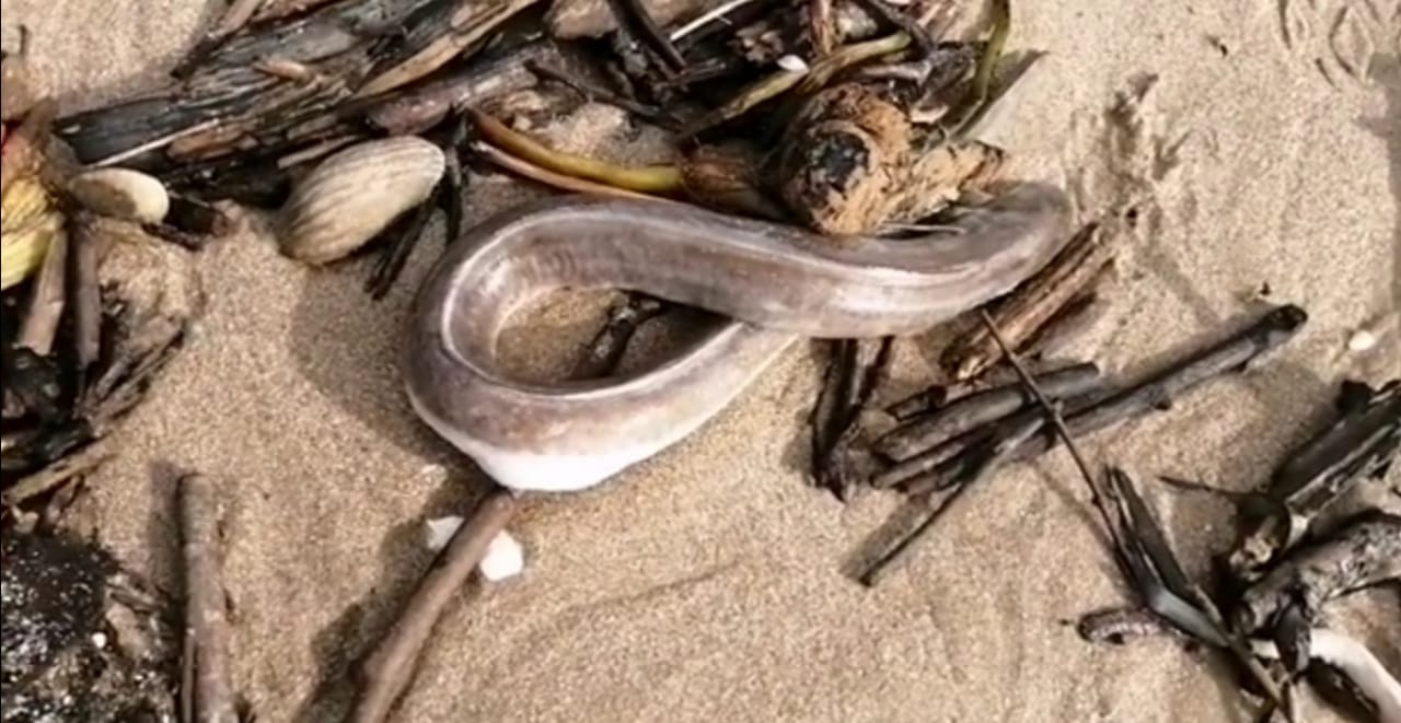 NO HAY DAÑO ECOLOGIO EN MIRAMAR: ADRIÁN OSEGUERA