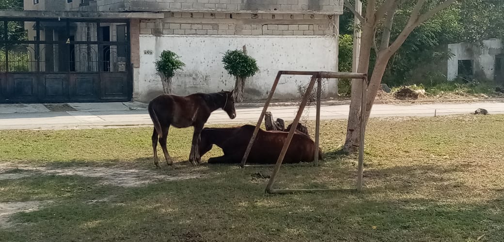 SE RETIRARÁN A CARRETONEROS DE LAS CALLES DE MADERO.