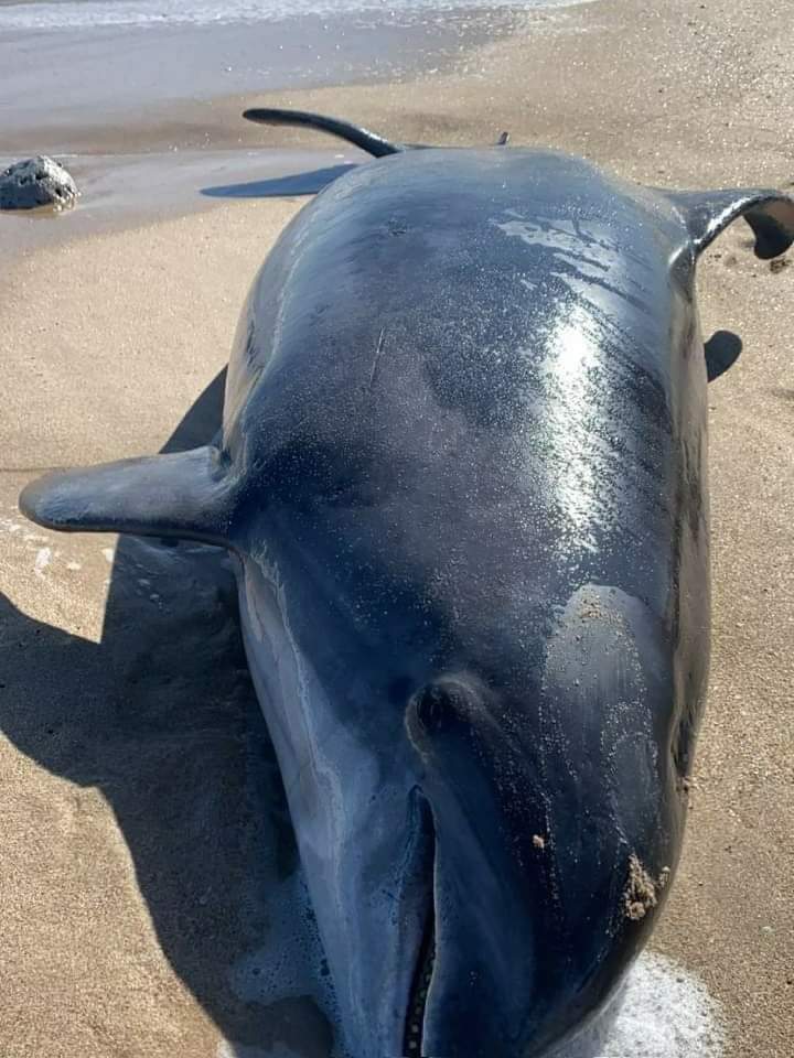 APARECE DELFÍN MUERTO EN PLAYA MIRAMAR.