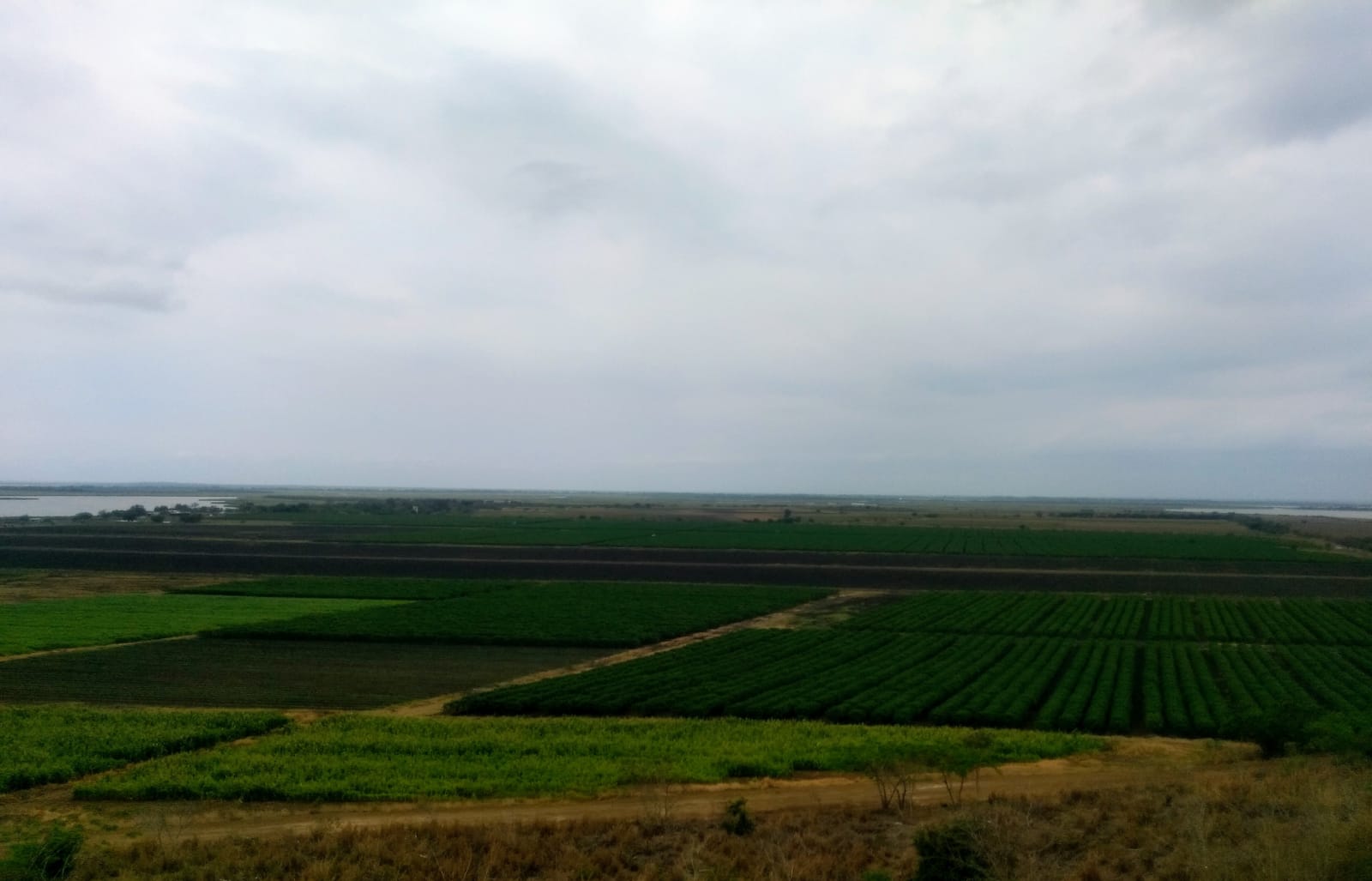 AGRICULTORES SIGUEN ESPERANDO LLUVIAS PARA EVITAR QUE SE PIERDA LA SIEMBRA DE SORGO