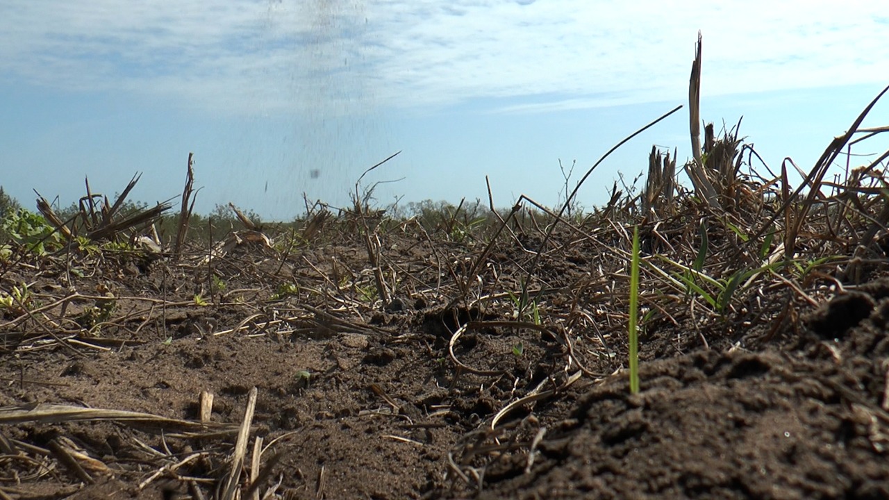 AFECTACIÓN AL CAMPO POR SEQUÍA
