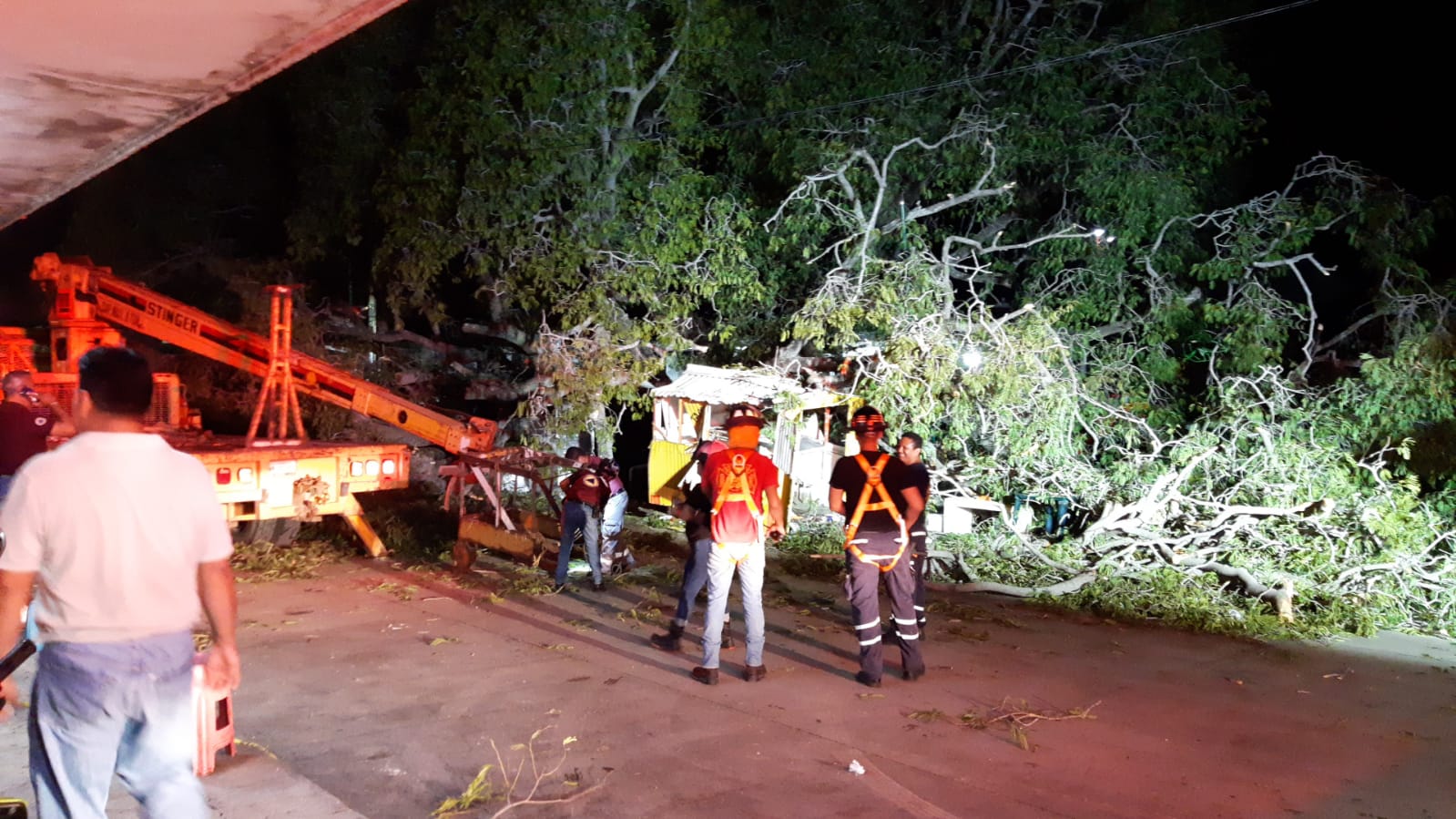 SUPERVISAN ÁRBOLES ANTIGUOS EN MADERO.