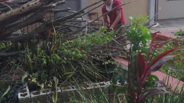 CAEN DOS ÁRBOLES EN SECUNDARIA DE MADERO.