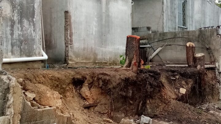 CAEN SEIS ÁRBOLES POR FUERTE NORTE.