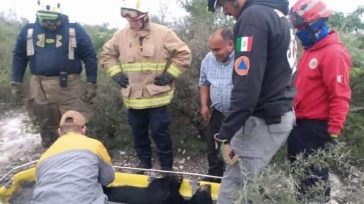 Atropellan a Oso en El Carmen, Nuevo León
