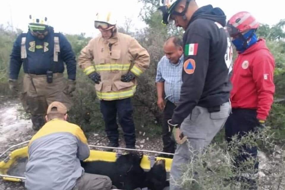 Atropellan a Oso en El Carmen, Nuevo León Atropellan a Oso en El Carmen, Nuevo León