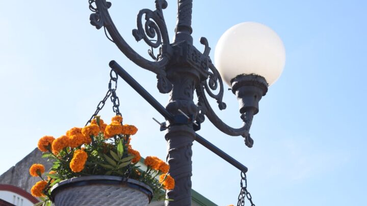 SE INSTALARÁN ANUNCIOS DE “RESPETAR” PLANTAS PÚBLICAS