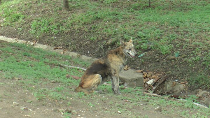 PEATONES REPORTAN AVISTAMIENTO DE UN CANINO, MUY PARECIDO A UN COYOTE.