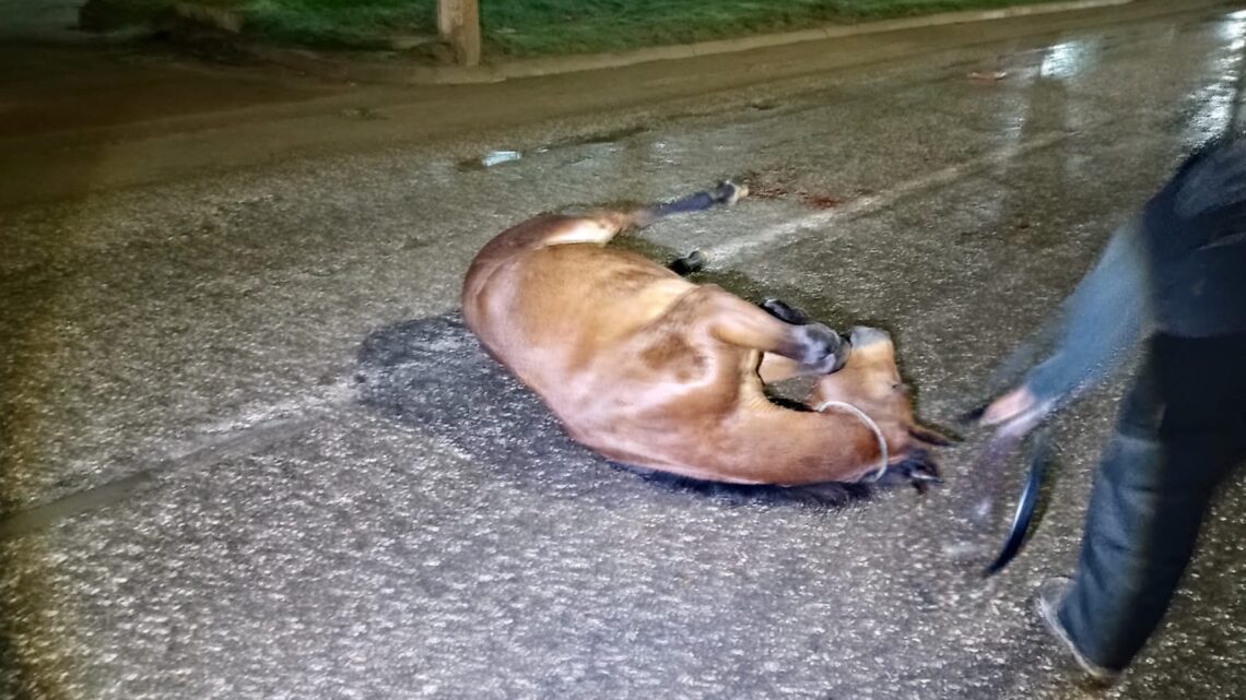 ATROPELLA A EQUINO Y HUYE