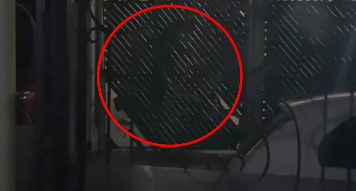 PATEA A SU MASCOTA POR LADRAR.