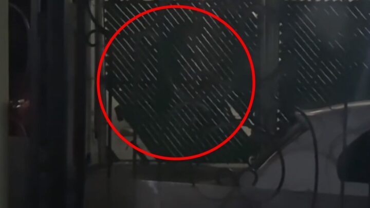 PATEA A SU MASCOTA POR LADRAR.