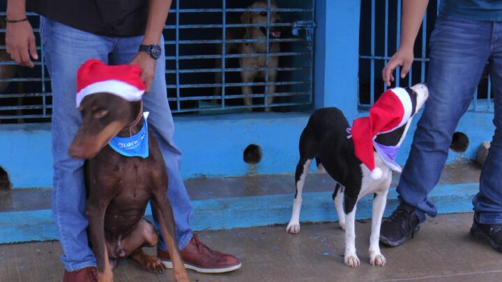 MASCOTAS EN ADOPCIÓN INVITAN A CONOCERLAS