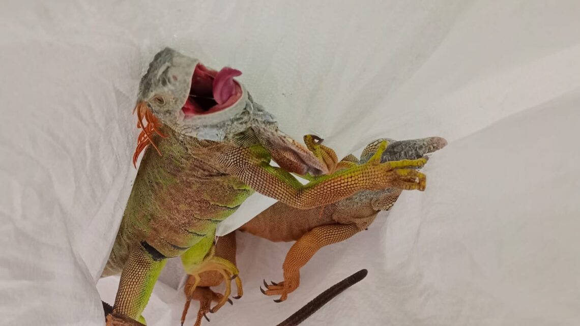 EXHORTA DIRECCIÓN DE ECOLOGÍA DE ALTAMIRA A REPORTAR PRESENCIA DE IGUANAS EN ESTADO DE INMOVILIDAD.