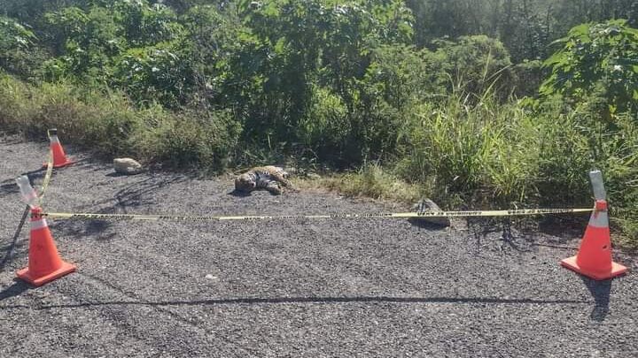 ENCUENTRAN JAGUAR ATROPELLADO EN LA CARRETERA