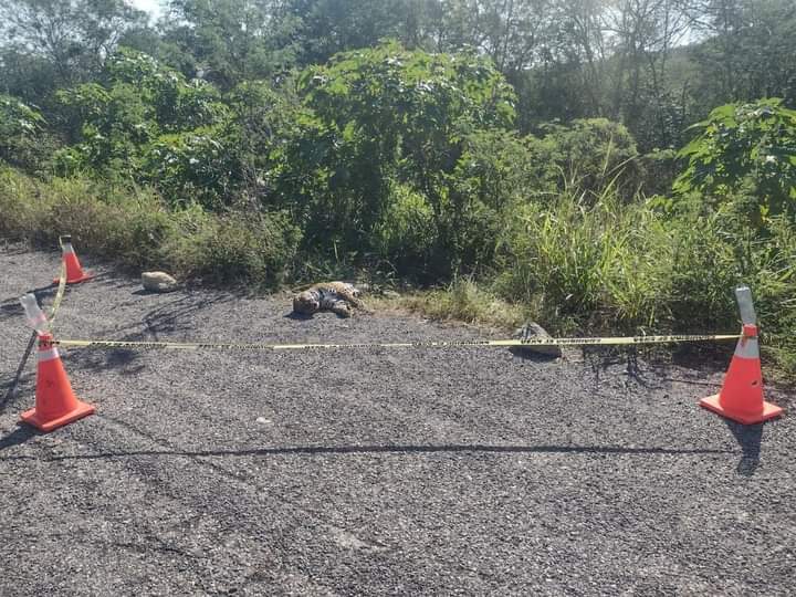ENCUENTRAN JAGUAR ATROPELLADO EN LA CARRETERA ENCUENTRAN JAGUAR ATROPELLADO EN LA CARRETERA