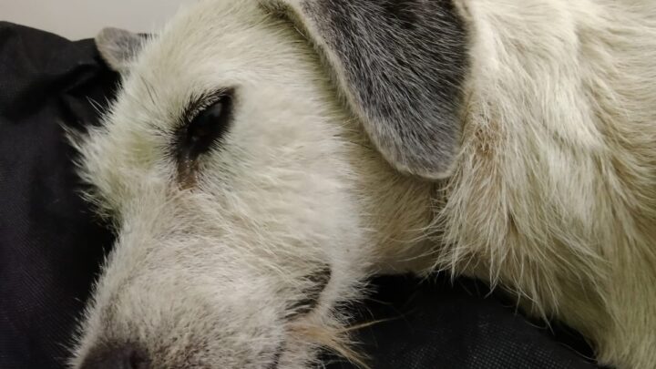 INAUDITO, DOS CASOS DE MALTRATO ANIMAL EN UNA SEMANA EN ALTAMIRA.