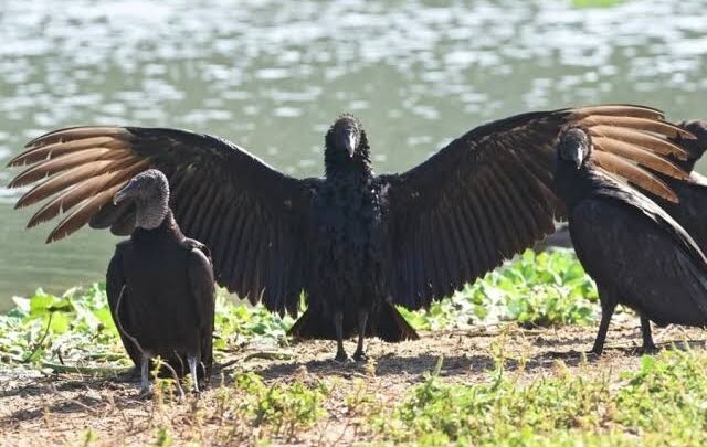 ZOPILOTES SON ESPECIES ENDÉMICAS DE LA ZONA SUR