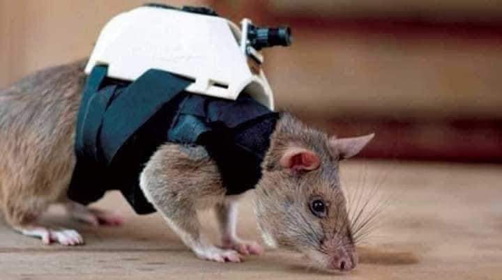 RATAS AYUDAN EN LABORES DE RESCATE EN TURQUÍA.