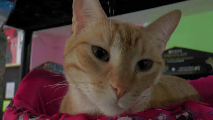 PAREJAS REGALARÁN  MASCOTAS EL 14 DE FEBRERO.