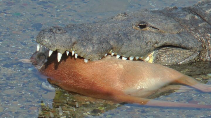 “JUANCHO” DEVORA A PERRO EN LAGUNA DEL CARPINTERO