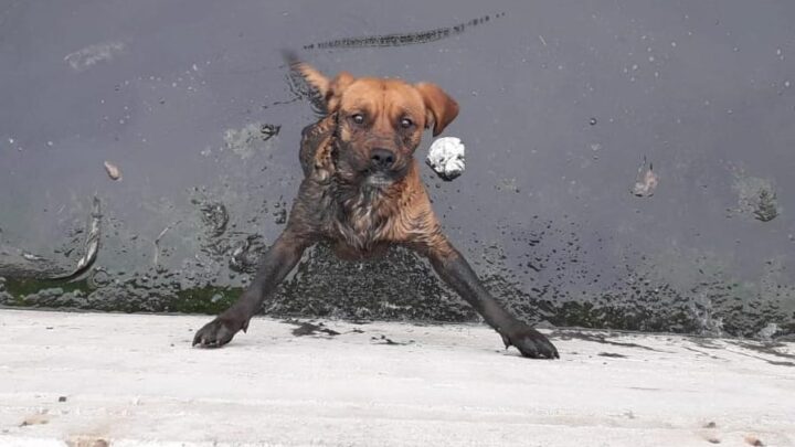 SINAREM RESCATA PERRITO EN ALTAMIRA