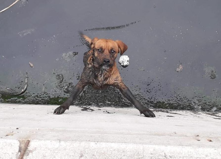 SINAREM RESCATA PERRITO EN ALTAMIRA