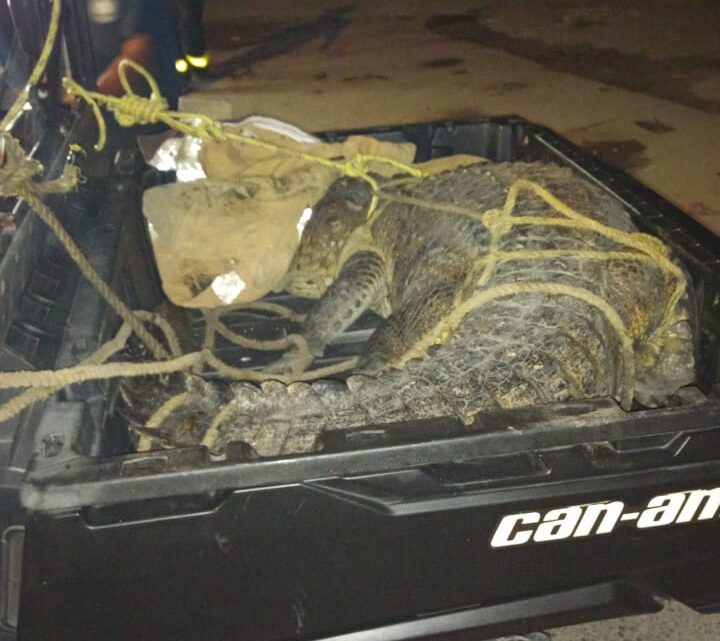 EN DOS DÍAS SE HAN CAPTURADOS DOS COCODRILOS DE GRANDES DIMENSIONES.