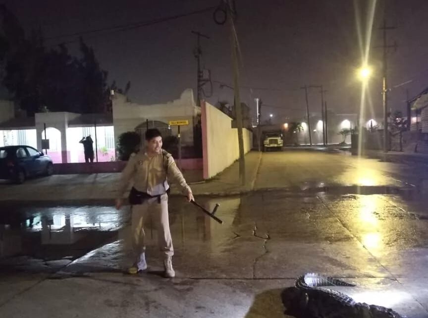 CAPTURAN A ENORME COCODRILO QUE PASEABA EN CALLES DE MADERO.
