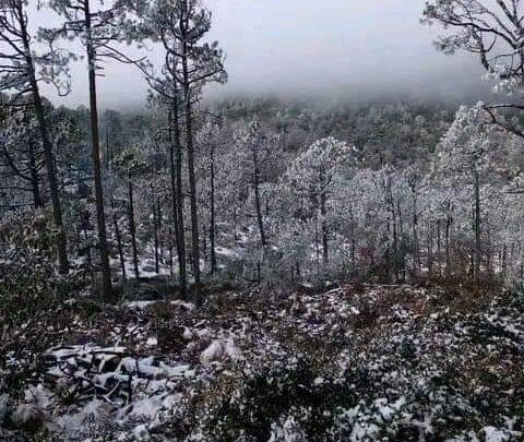 Se Pinta De Blanco la Sierra de Miquihuana