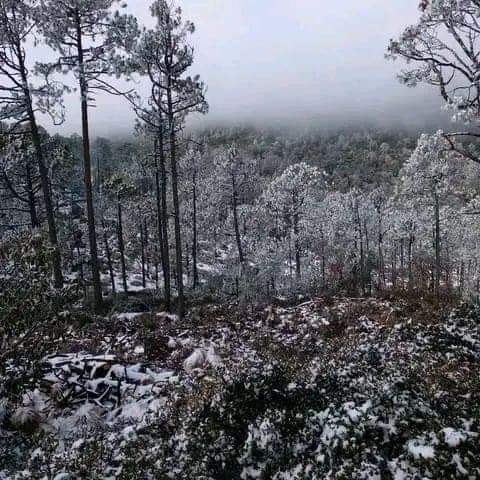 Se Pinta De Blanco la Sierra de Miquihuana