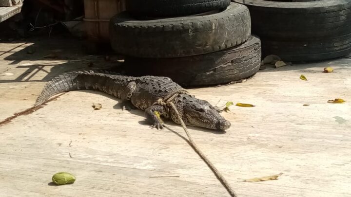 Capturan 3 Cocodrilos en 24 Horas.