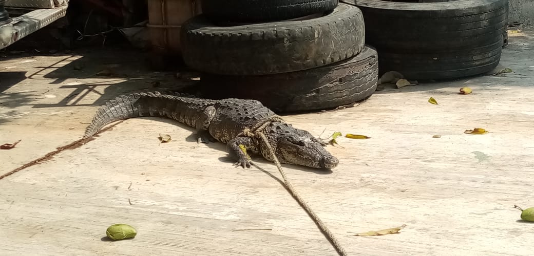 Capturan 3 Cocodrilos en 24 Horas.