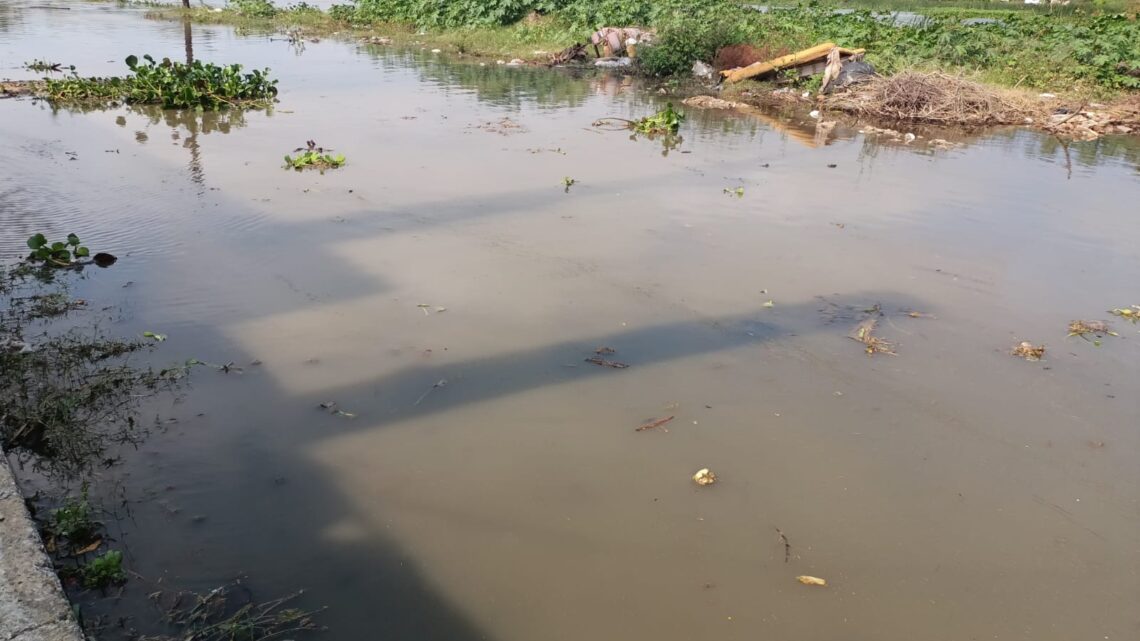COLONOS DE LA LUCIO BLANCO CON TEMOR POR PRESENCIA DE COCODRILOS.