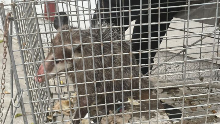 RESCATAN TLACUACHES LASTIMADOS POR EL HOMBRE.