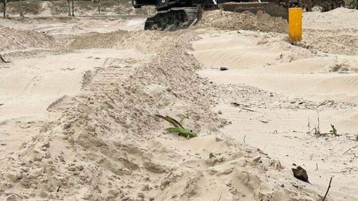 DESOVAN TORTUGAS LORA ENTRE MAQUINARIA EN PLAYA.