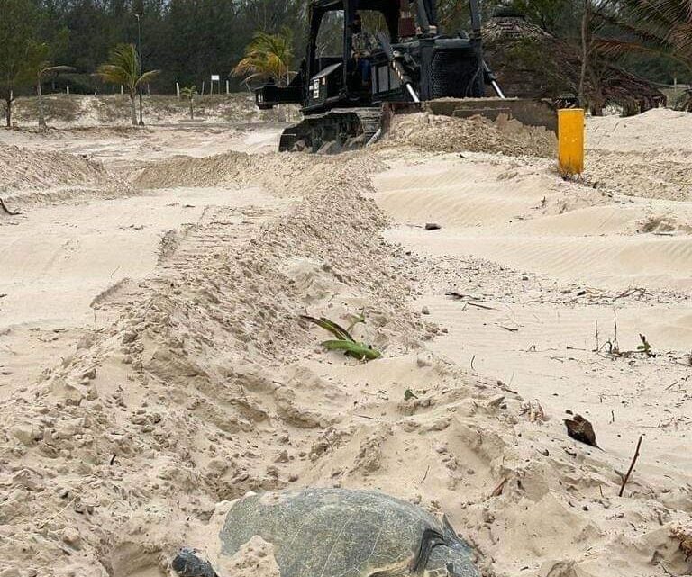 DESOVAN TORTUGAS LORA ENTRE MAQUINARIA EN PLAYA.
