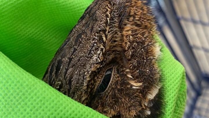 RESCATAN EN MADERO AVE EN PELIGRO DE EXTINCIÓN.