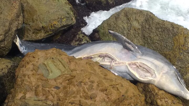 MUERTE DEL DELFÍN PUDO SER PARA COMERCIALIZARLO.