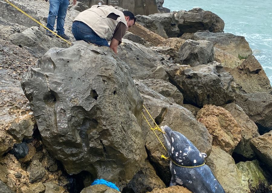 HASTA 9 AÑOS DE PRISIÓN A QUIEN MATE DELFINES. HASTA 9 AÑOS DE PRISIÓN A QUIEN MATE DELFINES.