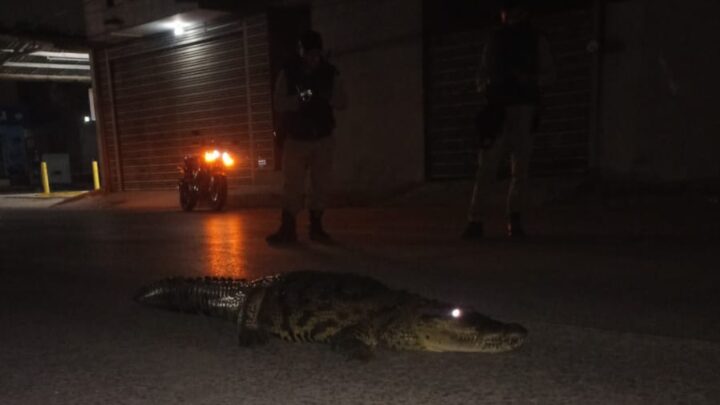 Familias Siguen Viviendo con Temor Ante Presencia de Cocodrilos