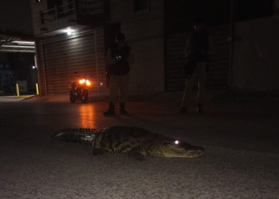 Familias Siguen Viviendo con Temor Ante Presencia de Cocodrilos