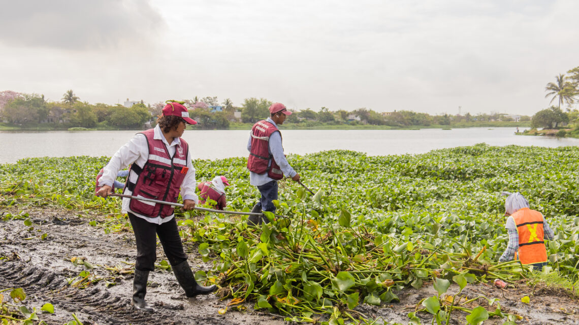 DESPLIEGAN CUADRILLAS DE LIMPIEZA EN SISTEMA LAGUNARIO MADERENSE