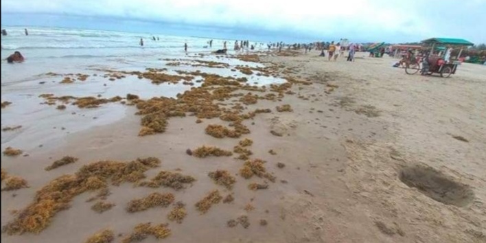RETIRAN SARGAZO DE PLAYA MIRAMAR.