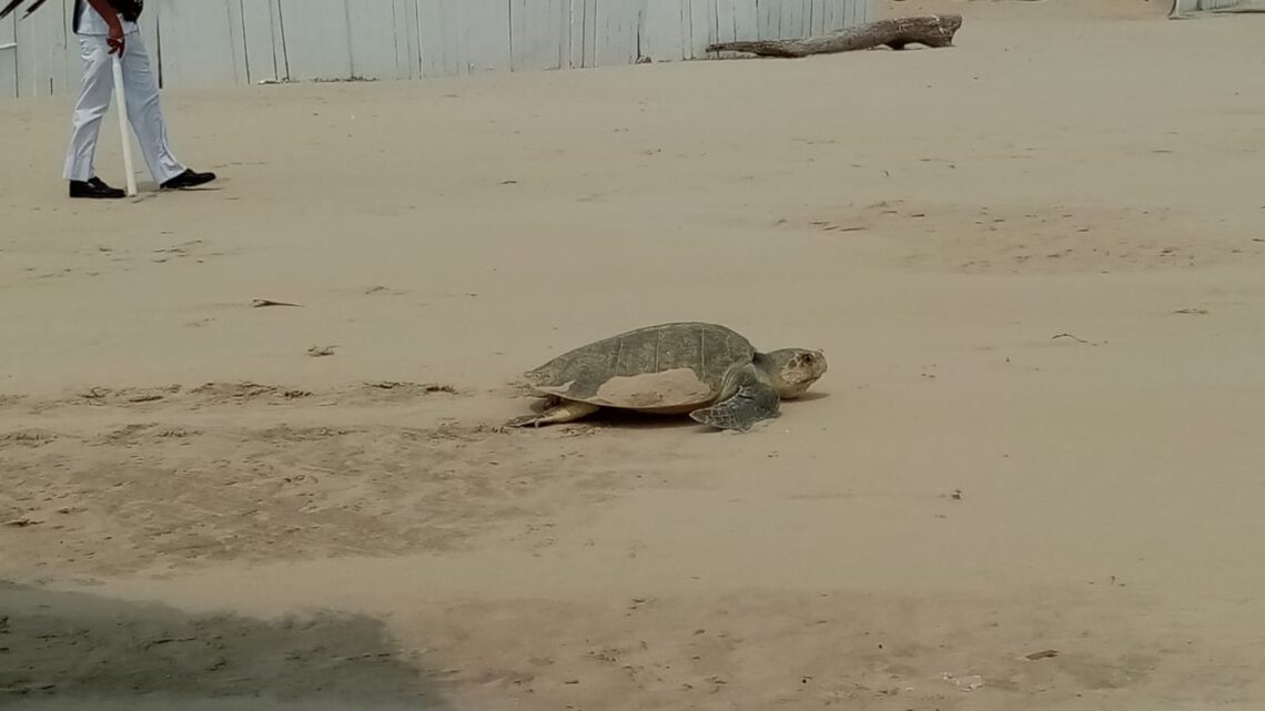 URGE MAYOR PROTECCIÓN A LA TORTUGAS LORA.