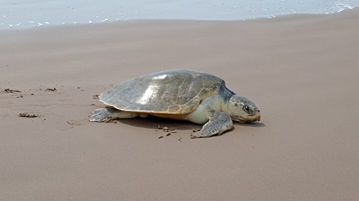 PIDEN A TURISTAS NO MOLESTAR A TORTUGAS LORA