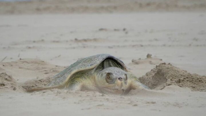LLEGAN LAS PRIMERAS TORTUGAS LORA A PLAYA TESORO EN ALTAMIRA
