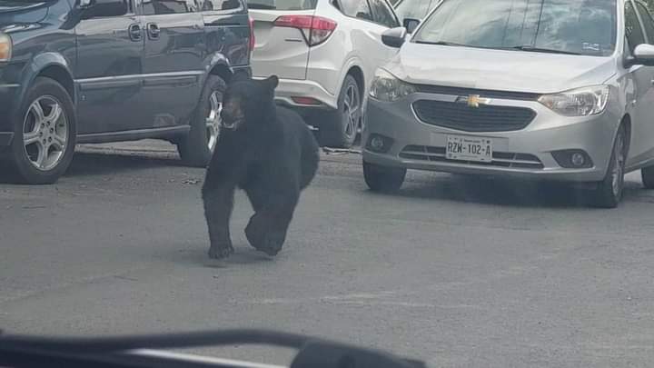 OSO DEAMBULA POR CALLES DE MONTERREY Y DESATA EL PÁNICO